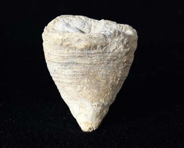 Calceola sandalina (LINNAEUS 1771) - Bild © FossNet FossilienStore